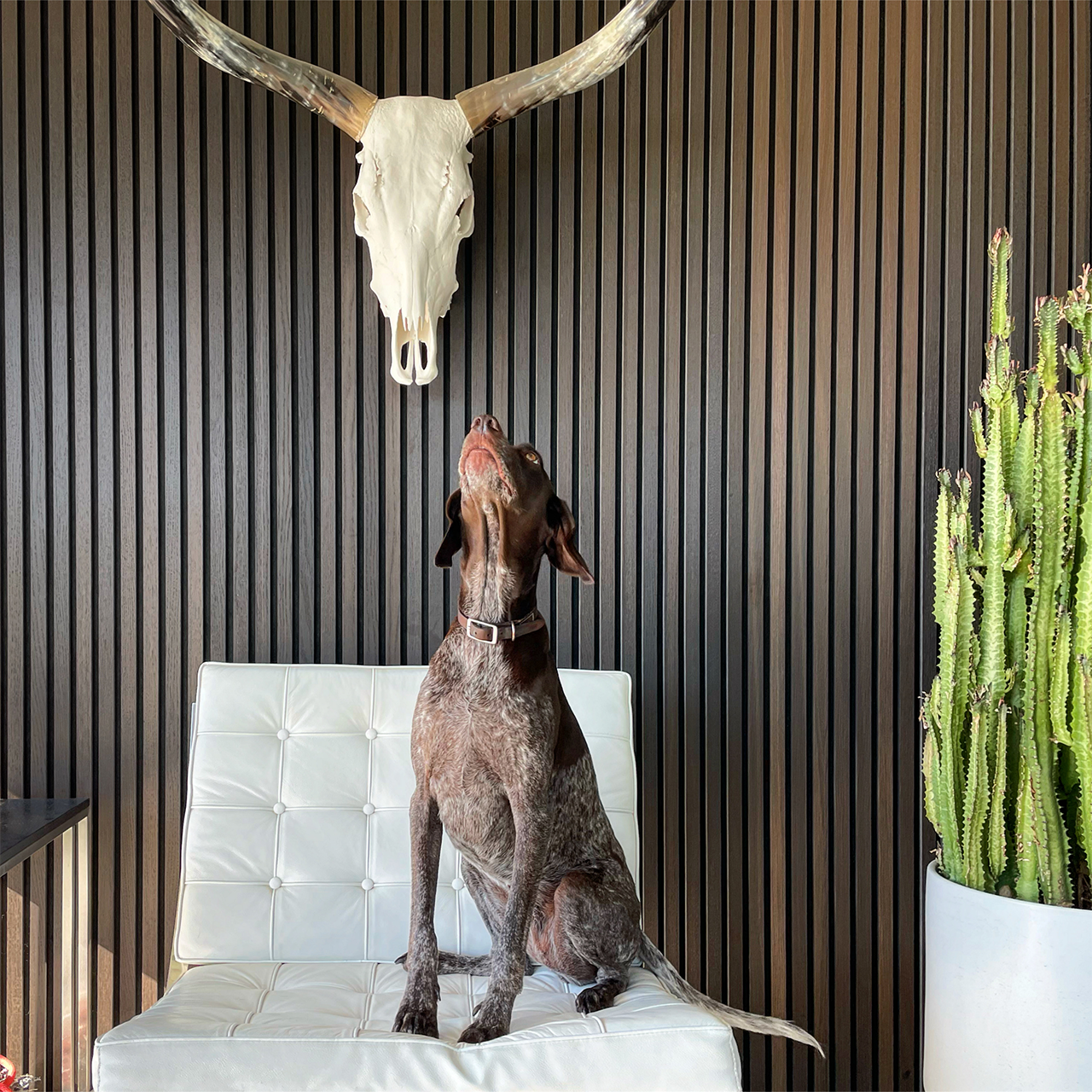 Interior and glass facade opening to the desert landscape