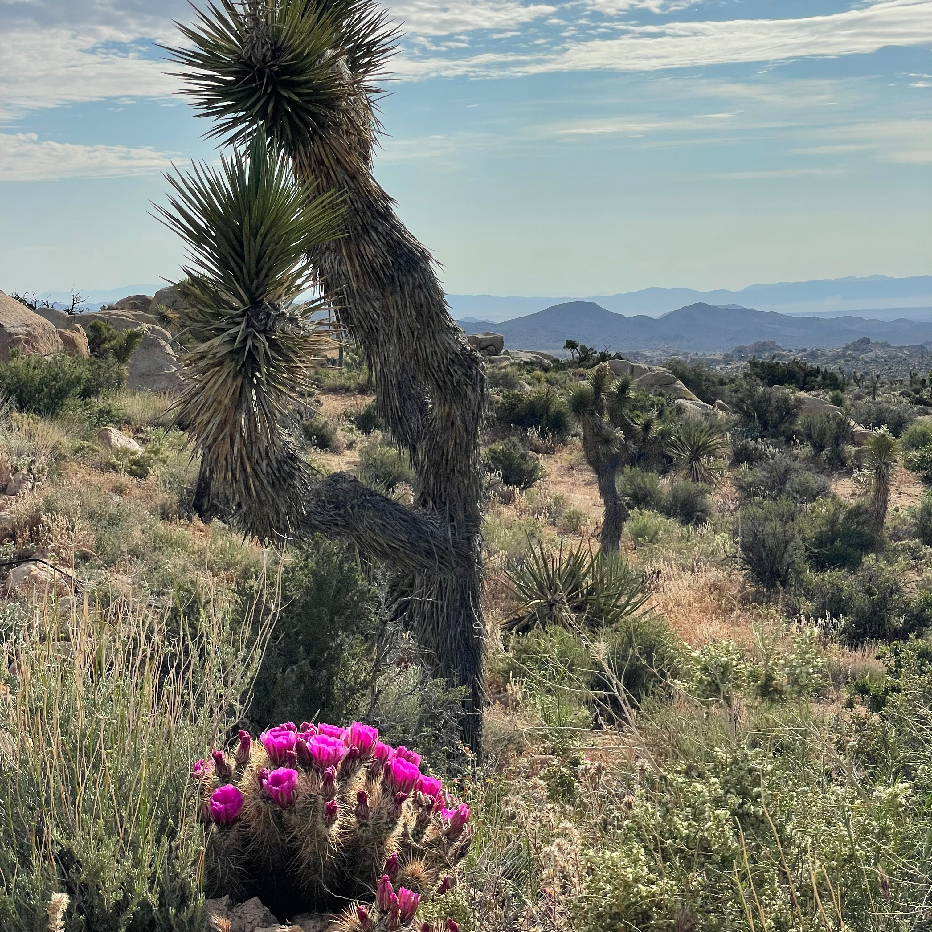 Morning desert light