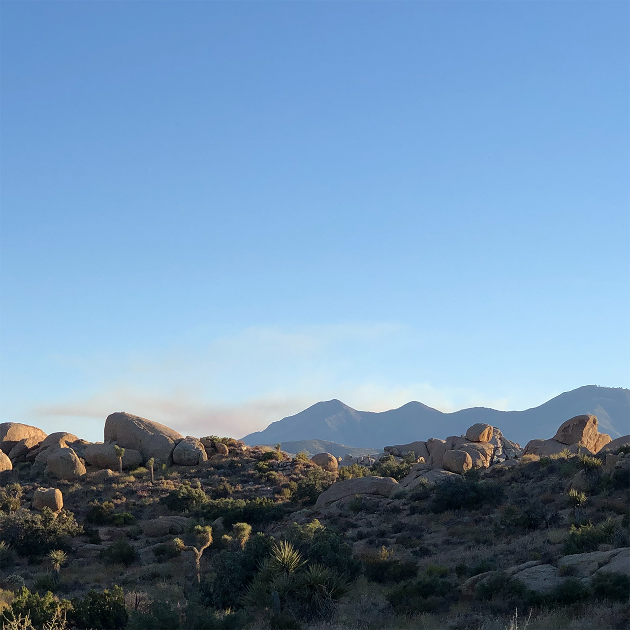 Joshua trees in the distance